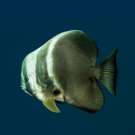 Global Residence Kaashidhoo エクステリア 写真