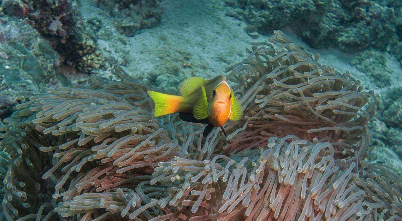 Global Residence Kaashidhoo エクステリア 写真