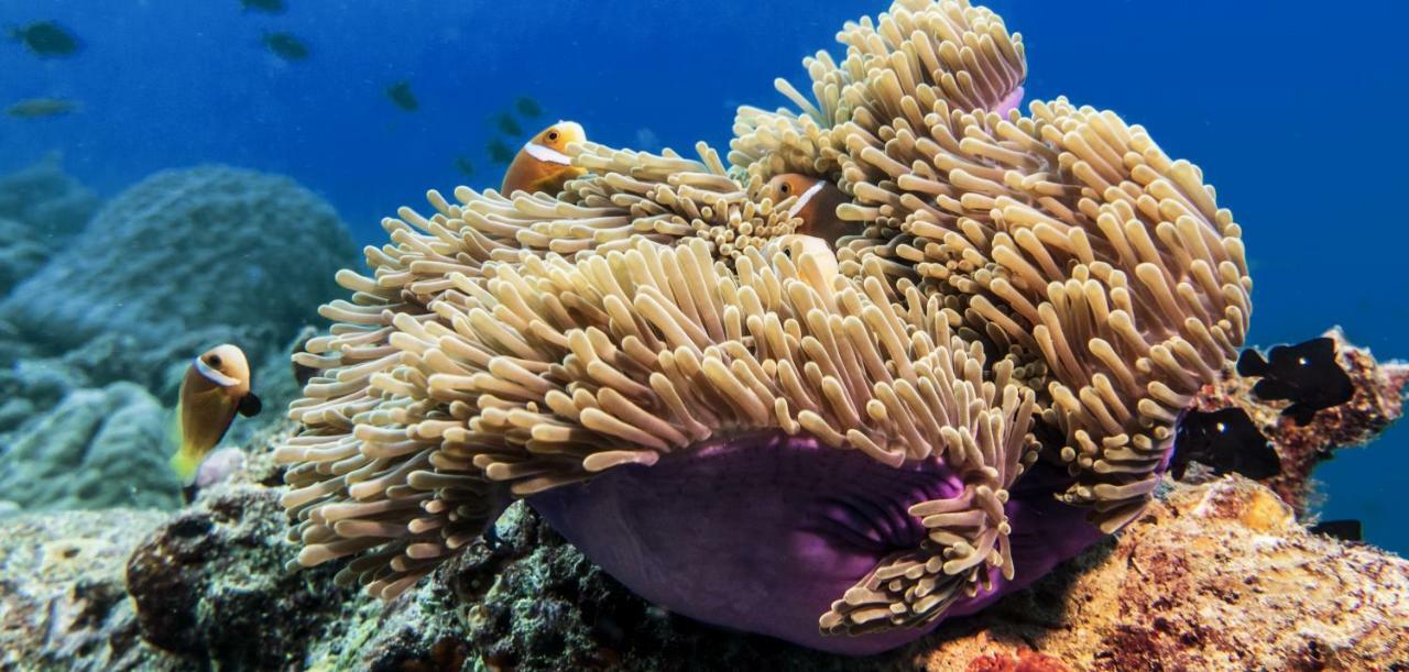 Global Residence Kaashidhoo エクステリア 写真