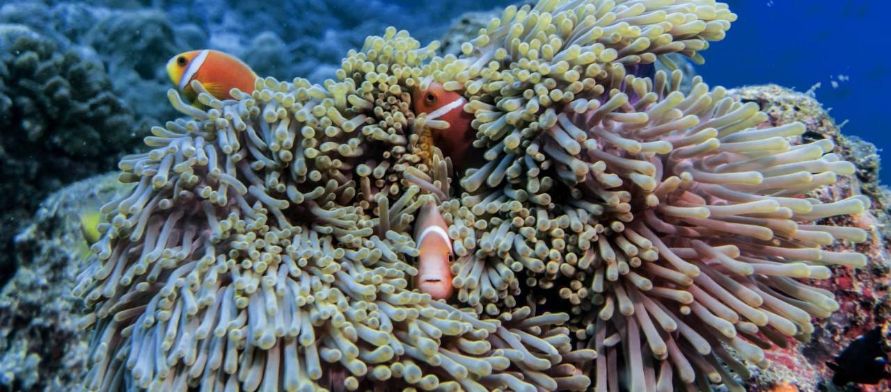 Global Residence Kaashidhoo エクステリア 写真