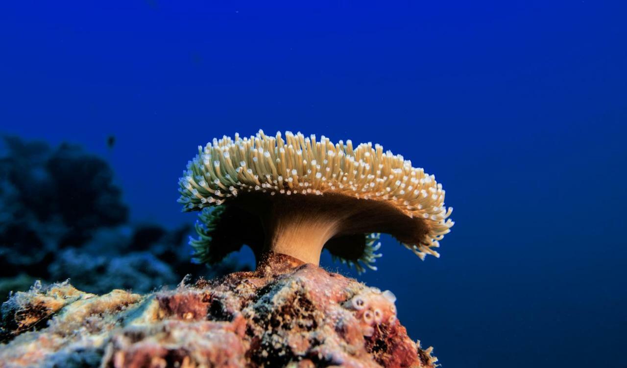 Global Residence Kaashidhoo エクステリア 写真