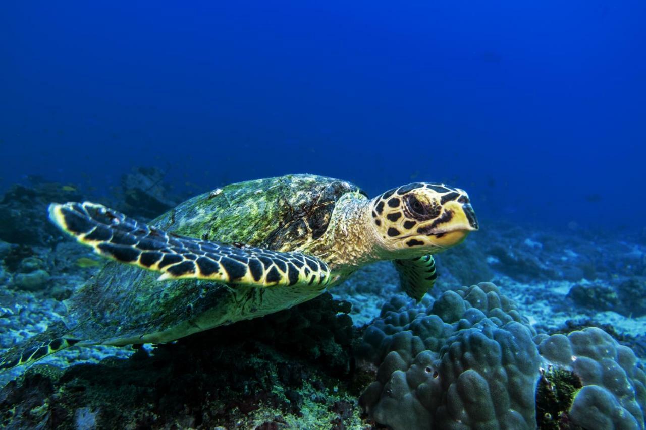 Global Residence Kaashidhoo エクステリア 写真