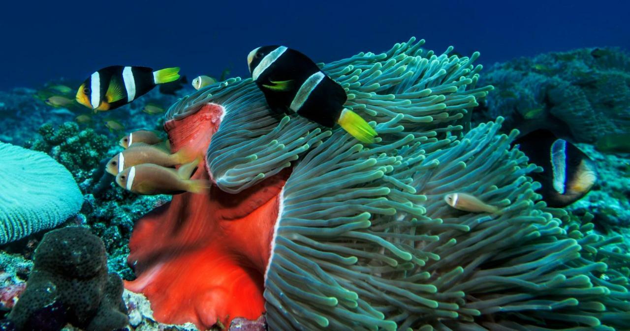 Global Residence Kaashidhoo エクステリア 写真